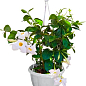 Дипладения 2-х летняя (Mandevilla) "Pearl" (высота 40-50см, подвесной вазон) купить