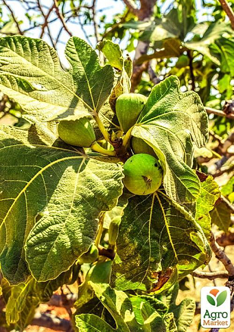 Ексклюзив! Інжир жовто-зелений "Тріумфальний" (Triumphal) (преміальний високоврожайний сорт) - фото 5