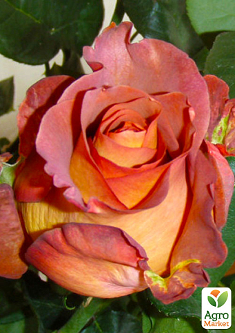 Ексклюзив! Троянда чайно-гібридна жовто-коралова "Танго" (Tango) (саджанець класу АА +, преміальний сорт на зрізання)