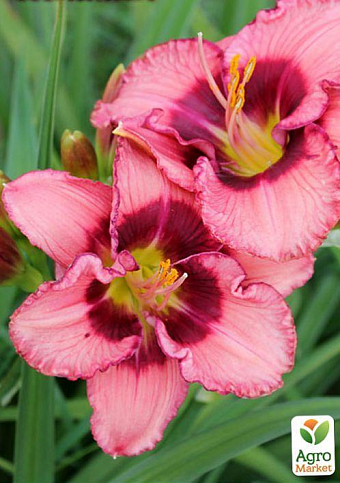 Лілійник "Dan Mahony" 1шт в упаковці - фото 7