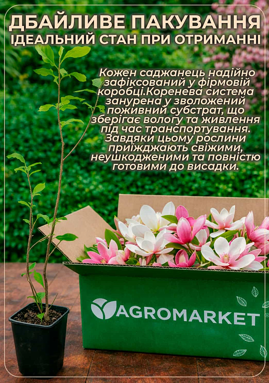 Магнолия 4-х летняя суланжа "Picture" (высота 130-160см)