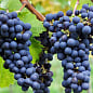 LMTD Виноград "Cabernet Franc" (сортовой, укорененный) купить