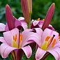Лілія Трубчаста "Pink Planet"
