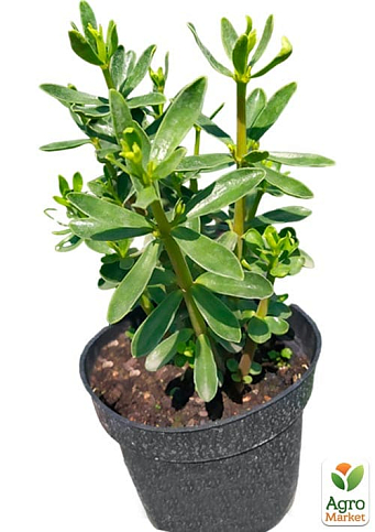 Корица "Колумбийская" (куст, экзотическая пряность, кадочное растение) - фото 4