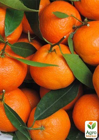 Эксклюзив! Мандарин оранжевый "Мандариновый рай" (Mandarin paradise) (премиальный супер сочный сорт)