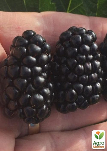 Ежевика "Caddo" (высокоурожайный сорт, ранний срок созревания) - фото 5