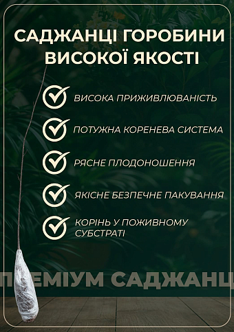 Эксклюзив! Рябина красная "Незабываемое путешествие" (Unforgettable journey) (неприхотливый сорт) - фото 2