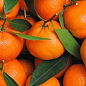 Эксклюзив! Мандарин оранжевый "Мандариновый рай" (Mandarin paradise) (премиальный супер сочный сорт)