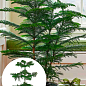 Араукария (Araucaria heterophylla) комнатная ель (высота 30-45см)