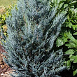 Кіпарисовик Lawsoniana "Pembury Blue" вазон P9