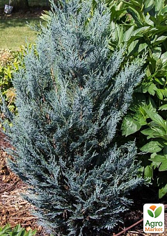 Кипарисовик Lawsoniana "Pembury Blue" вазон П97
