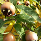 Мушмула 2х-летняя "Германская" (Mespilus germanica)