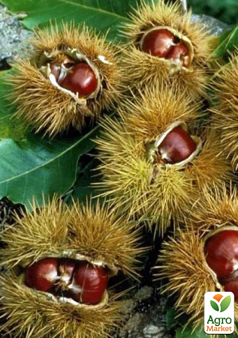 Каштан съедобный 2 года "Лионский" высота 65-80см