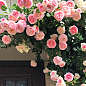 Троянда англійська плетиста "Серце троянди" (саджанець класу АА +) вищий сорт цена