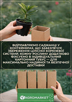 Рододендрон гібридний 'Brigitte' (Бріджит) 7