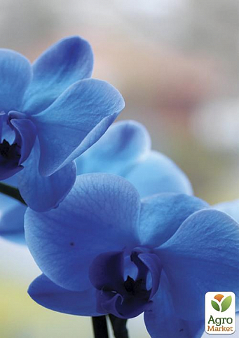 Орхидея голубая "Помона" ТМ "Vesna Exсlusivе" 10шт