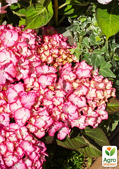 Гортензия крупнолистная 2-х летняя "Adula Pink" высота саженца 25-45см7