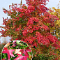 Клен "Бунге" (Acer Truncatum Bunge) вазон Р9