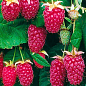 Малиново - ожиновий гібрид "Логанберрі торнлесс" (Thornless Loganberry) (ранній термін дозрівання, безколючковий сорт)