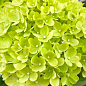 Гортензия 3-х летка метельчатая "Little Lime" цена