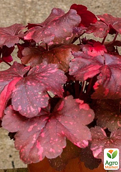 Гейхера (Heuchera) "Galaxy" С1 (высота 15-30см)9