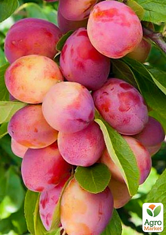 Слива колоновидна "Імперіал" Ексклюзив