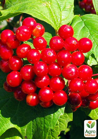 Эксклюзив! Калина рубиново-красная "Синичка" (Snick) (премиальный высокоурожайный сорт, хорошая лежкость)