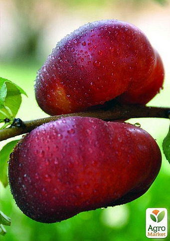 Новинка! Нектарин инжирный пирамидальный. Донат (Donat) 1 саженец в упаковке - фото 3