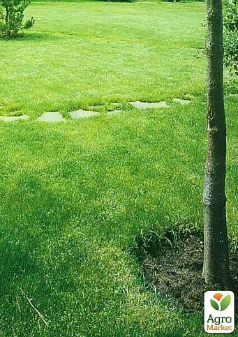 Газонна трава "Овсяниця" ТМ "GL SEEDS" 30г - фото 3