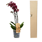 Орхідея (Phalaenopsis) "Wine" купить