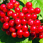 Эксклюзив! Калина рубиново-красная "Синичка" (Snick) (премиальный высокоурожайный сорт, хорошая лежкость)