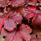 Гейхера (Heuchera) "Galaxy" С1 (висота 15-30см)