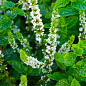 Мята Марокканская "Mentha Moroccan" (контейнер Р9)