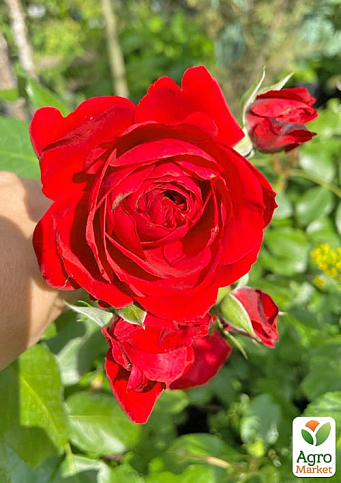 Роза мелкоцветковая (спрей) "Микадо" (саженец класса АА+) высший сорт - фото 3