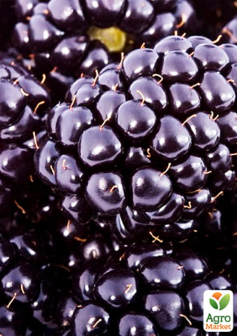 Ежевика гигант, позднеспелый сорт  "Киова" (Ciova) - фото 4