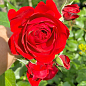 Троянда дрібноквіткова (спрей) "Мікадо" (саджанець класу АА+) вищий сорт  цена
