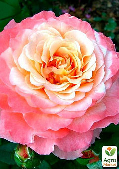 Роза чайно-гибридная "Августа Луиза" (саженец класса АА+) высший сорт2