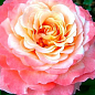 Роза чайно-гибридная "Августа Луиза" (саженец класса АА+) высший сорт