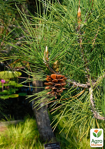 Сосна Тунберга 3-х летняя "Pinus Thunbergii" С1,5, высота 40-50см (подходит для бонсай) - фото 3