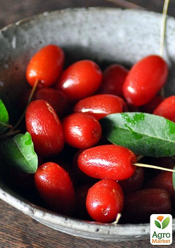 Гуми (серебристолистный)