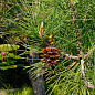 Сосна Тунберга 3-річна "Pinus Thunbergii" С1,5, висота 40-50см (підходить для бонсай)  цена