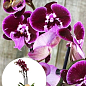 Орхідея (Phalaenopsis) "Wine"
