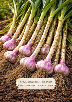 Ексклюзив! Часник посадковий (повітряне насіння) "Богуславський" 100г17
