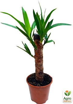 LMTD Юкка на штамбі пальмовидна 3-х річна "Yucca Treculeana" (50-60см)4