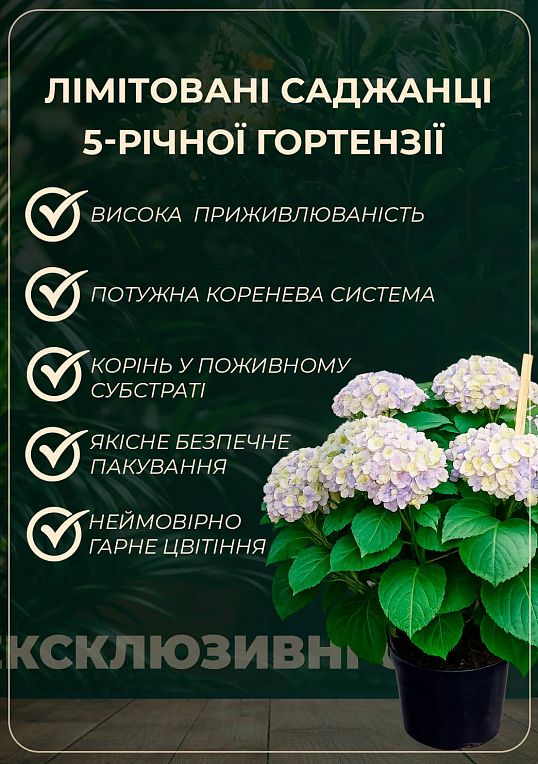 LMTD Гортензия крупнолистная цветущая 5-и летняя "Early Blue" (80-90см)