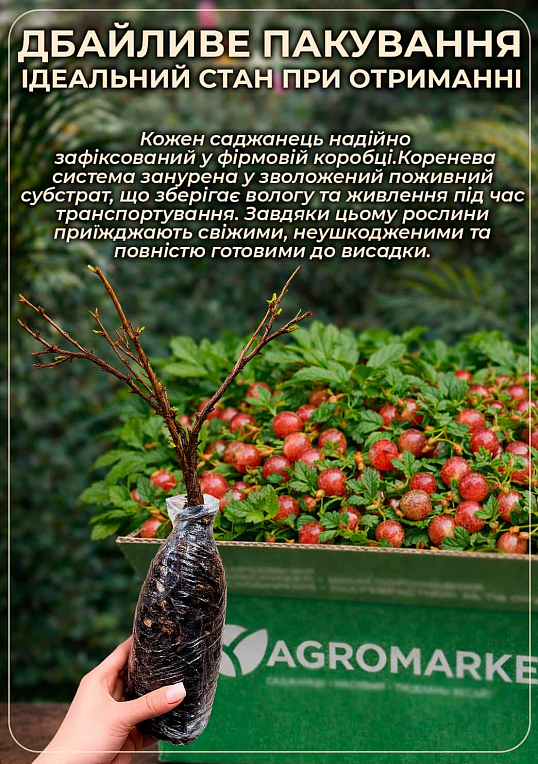 Эксклюзив! Крыжовник красный "Ксения" (Kseniya) (премиальный самоплодный сорт, раннего срока созревания)