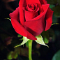 Троянда чайно-гібридна "Фрідом" (дуже ароматна!) (Саджанець класу АА +) вищий сорт