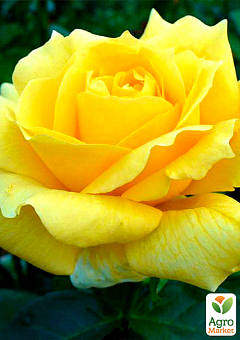 Роза чайно-гибридная "Ландора" (саженец класса АА+) высший сорт2