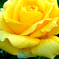 Роза чайно-гибридная "Ландора" (саженец класса АА+) высший сорт