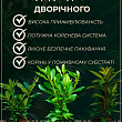 Рододендрон "Roseum elegans" 2 летний  (розовый) С1 высота 18-30см